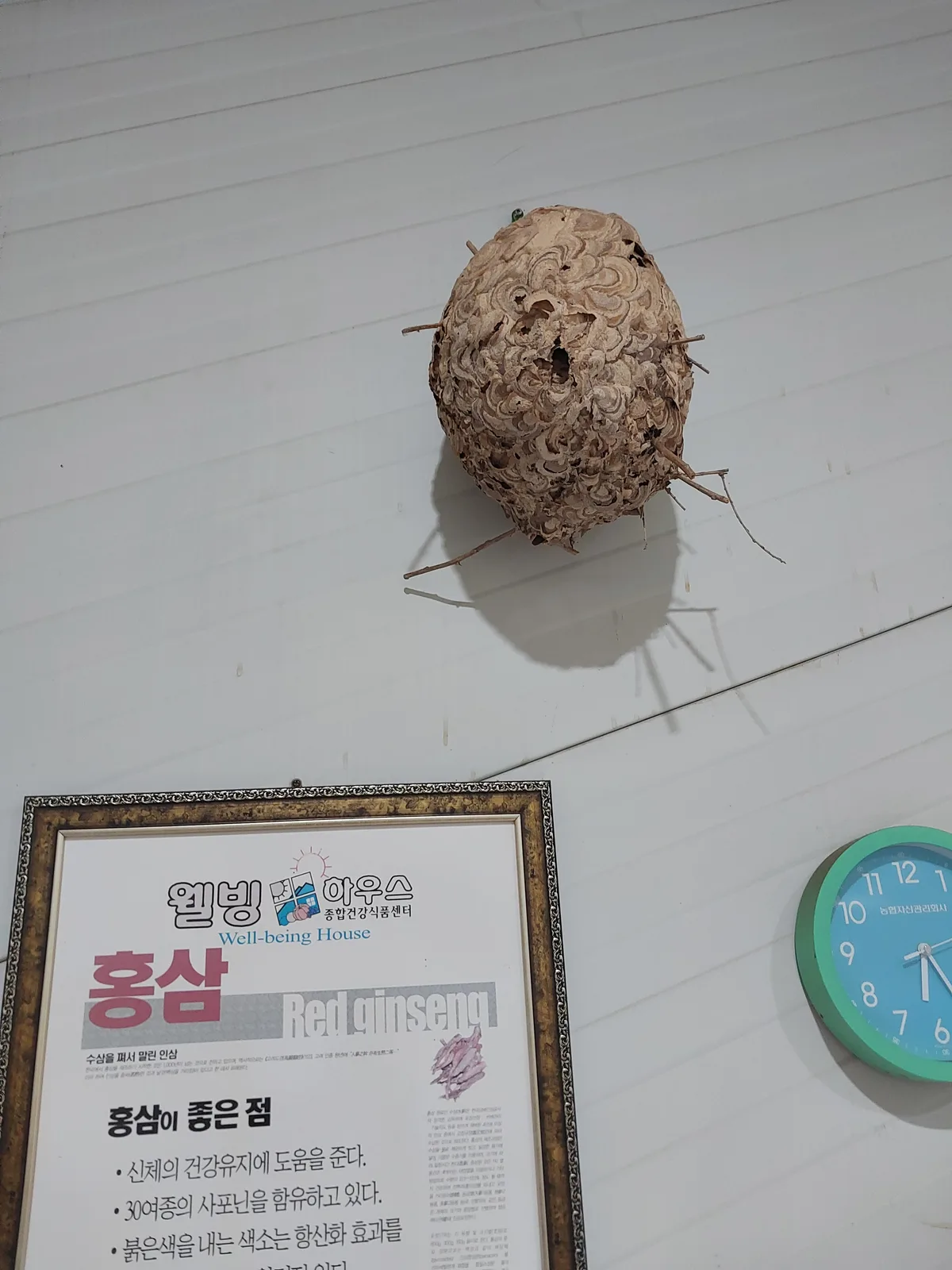 일산 홍삼즙, 6년근으로 달입니다